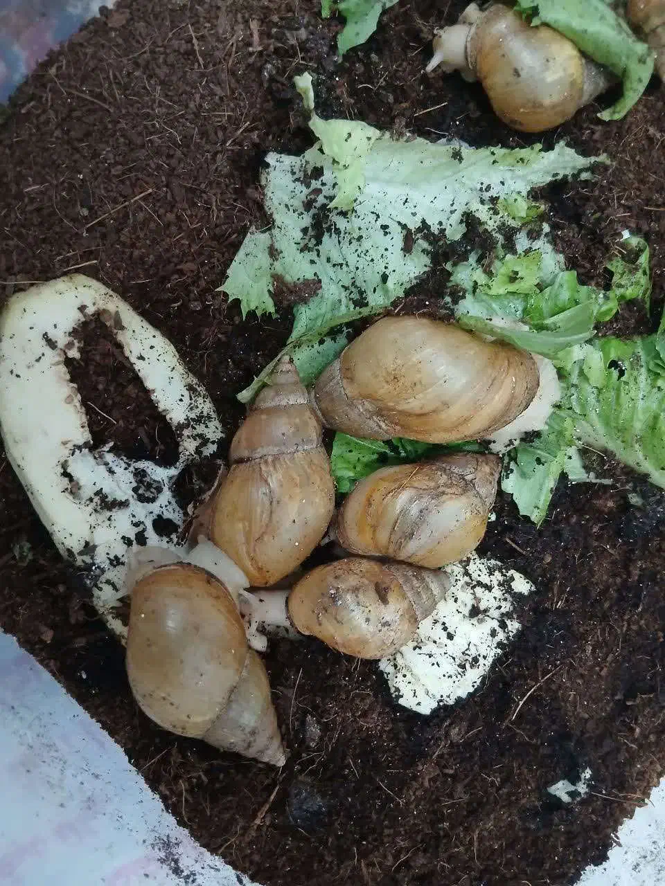 140 عددحلزون آچاتیناآلبینو|خزنده|تهران, بروجردی|دیوار