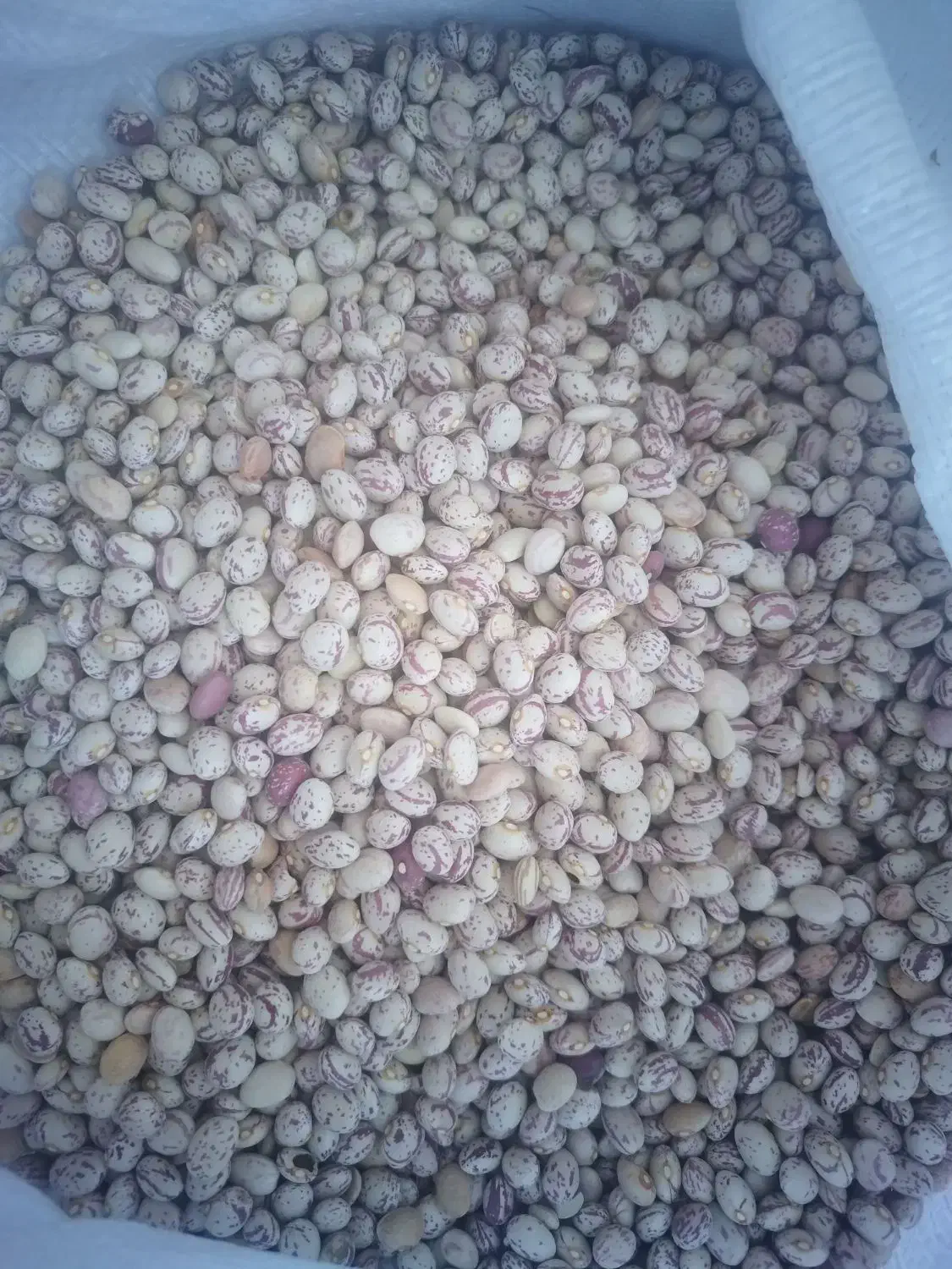 لوبیا چیتی اعلا بوجاری شده|خوردنی و آشامیدنی|تهران, عباسی|دیوار