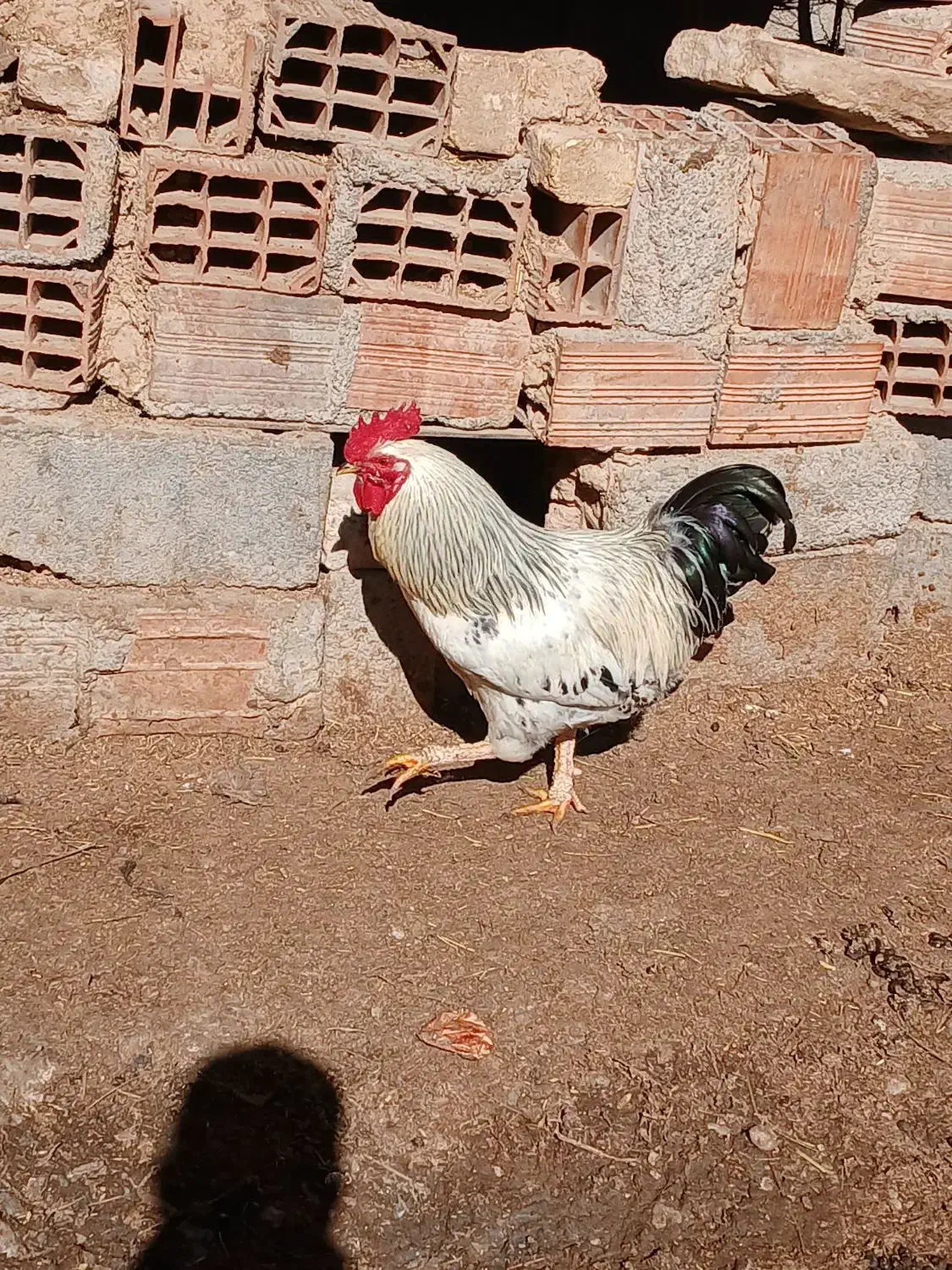 خروس|حیوانات مزرعه|شیروان (خراسان), |دیوار