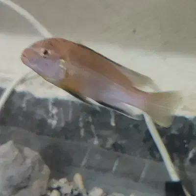 ماکرو|ماهی|بندرعباس, |دیوار