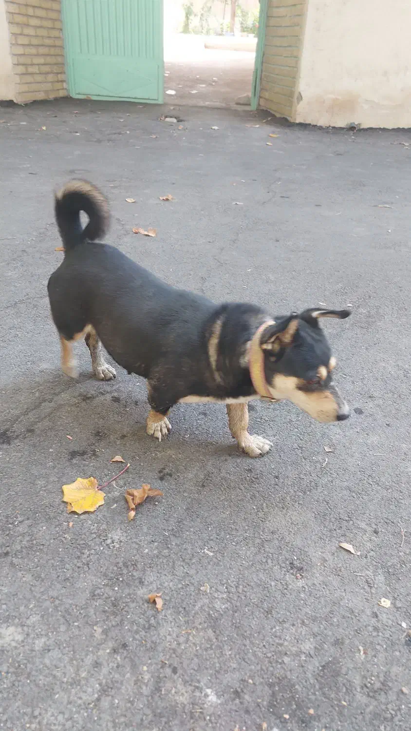 واگذاری|سگ|فولادشهر, باغشاد|دیوار