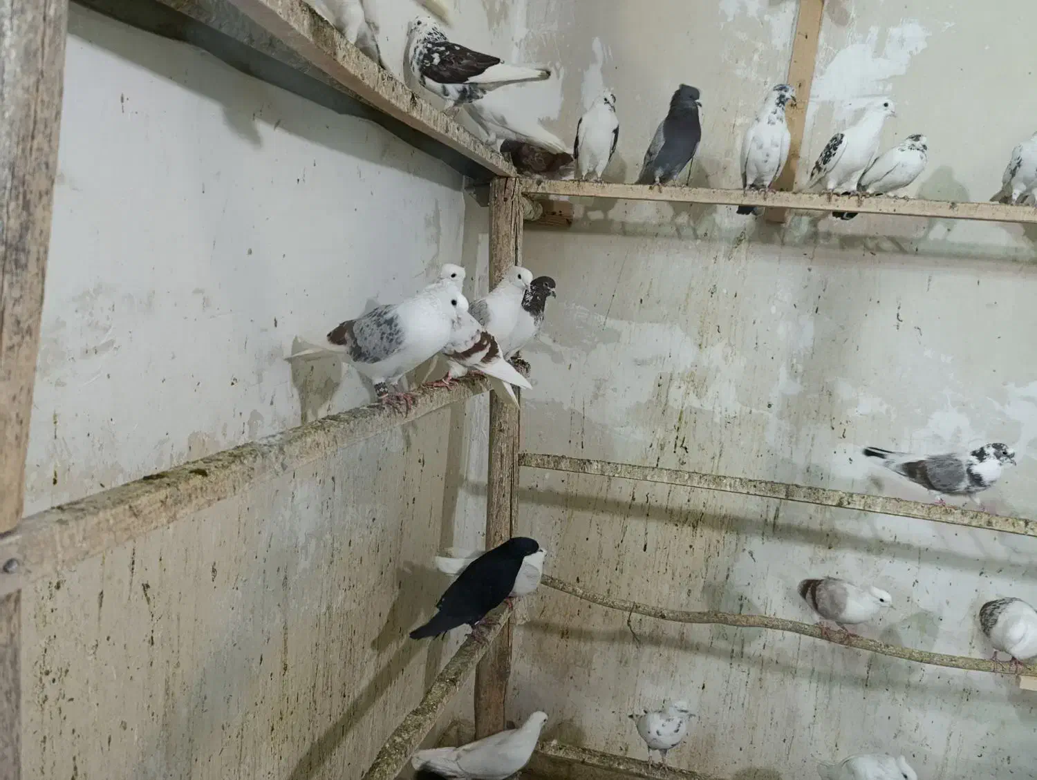 بارجدید|پرنده|دورود, |دیوار