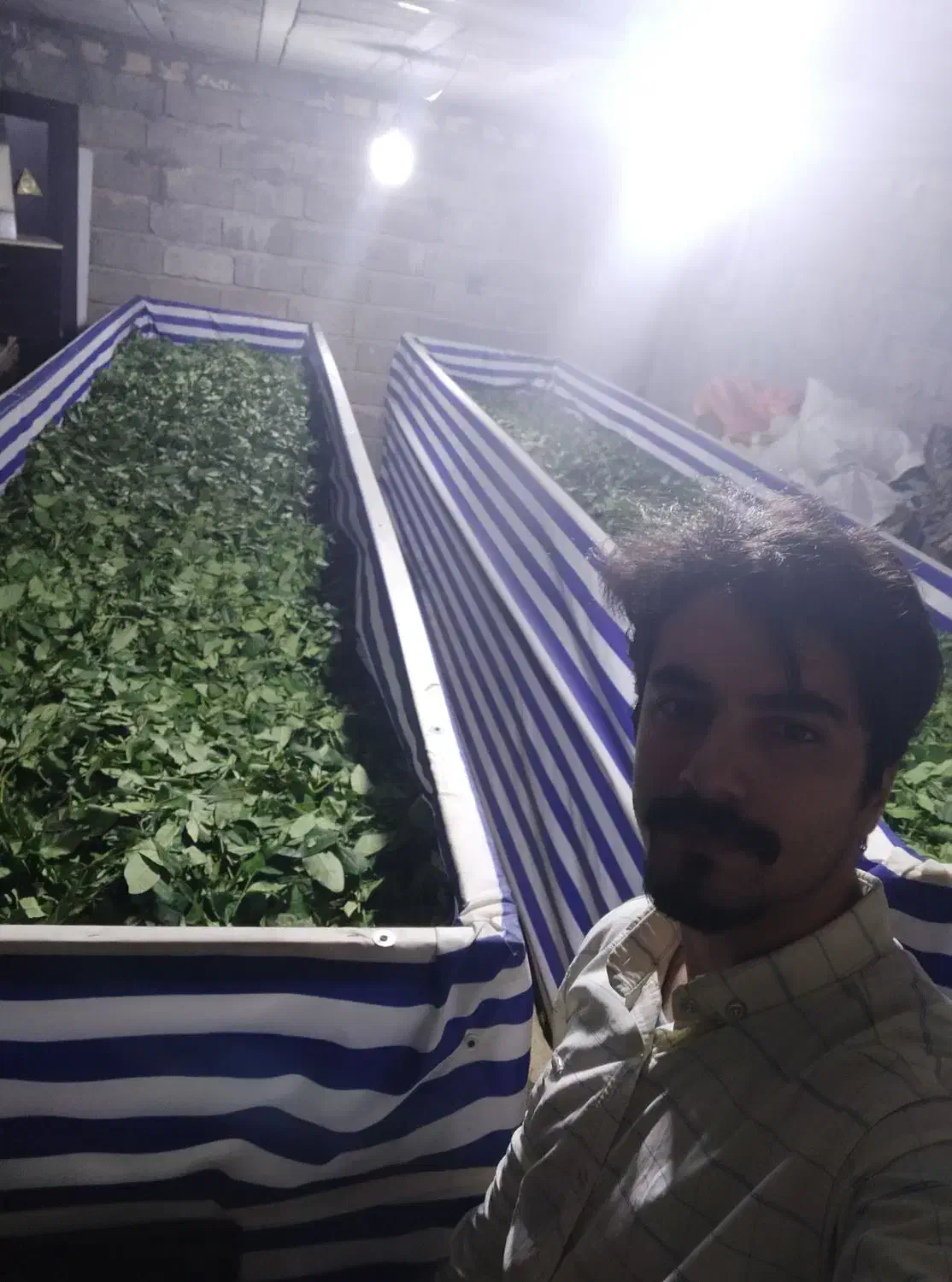 تراف چای|ماشین‌آلات صنعتی|لاهیجان, آهندان|دیوار