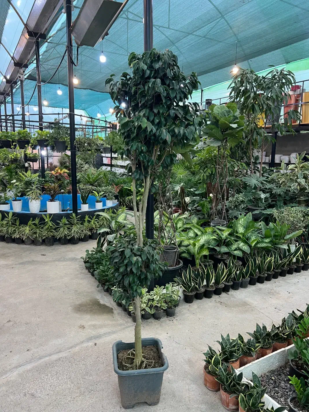 فروش گل بنجامین سبز (بلک)|گل و گیاه طبیعی|رشت, بیجارپس|دیوار