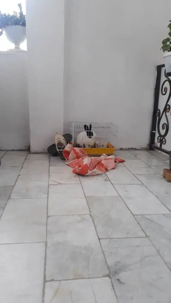 خرگوش خانگی باقفس|موش و خرگوش|سلمانشهر, |دیوار