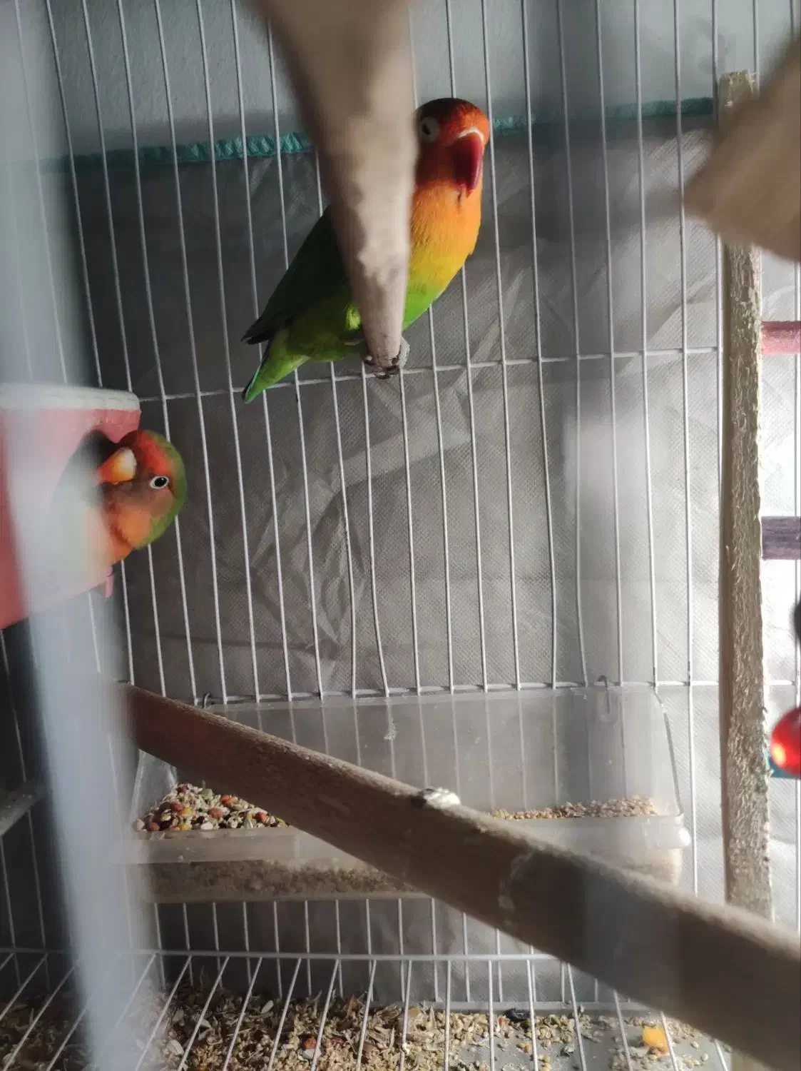 طوطی برزیلی نرو ماده سرحال|پرنده|شهریار, شهرک امیریه|دیوار