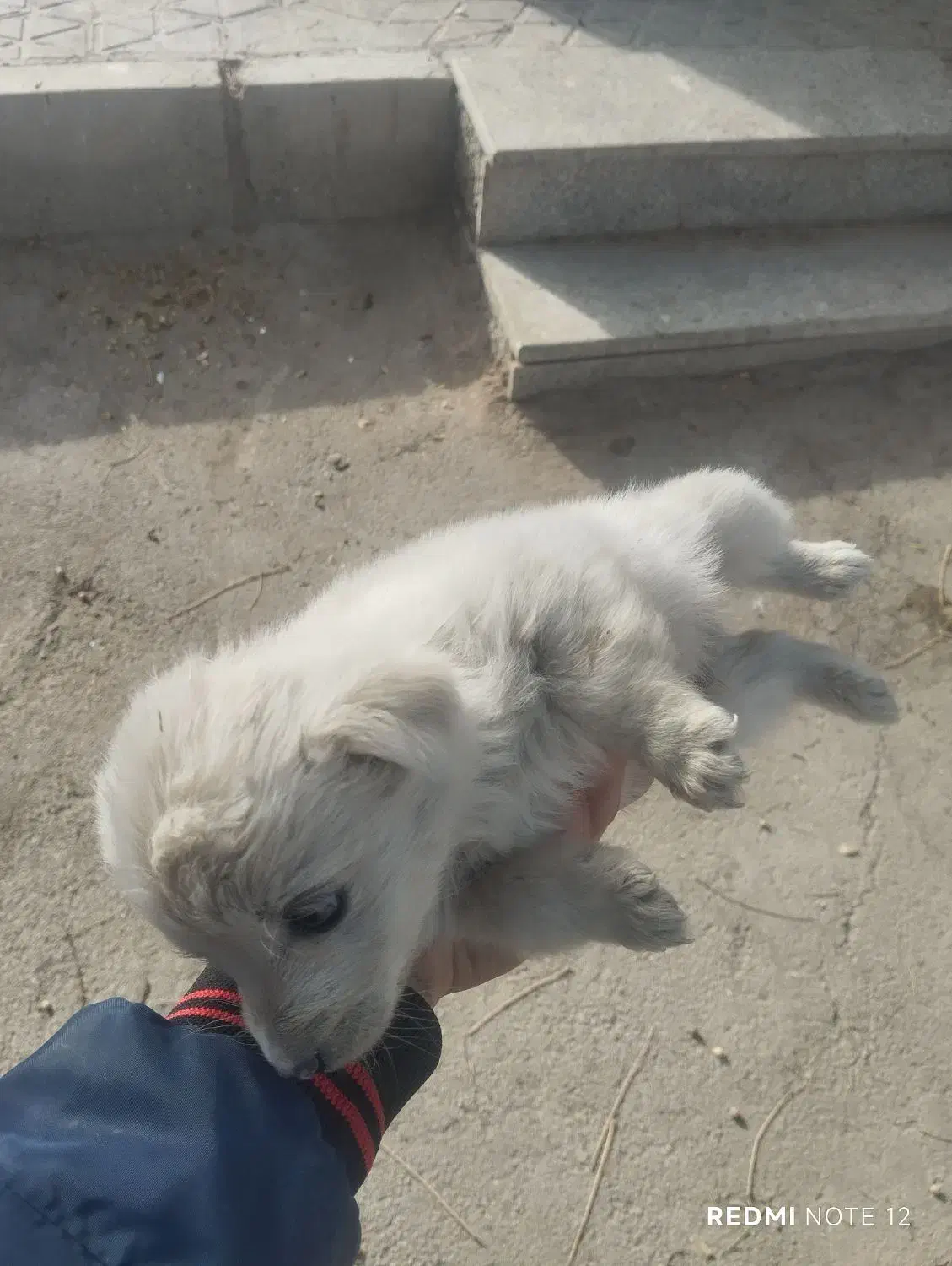 توله اشپیتز|سگ|اصفهان, گورت|دیوار