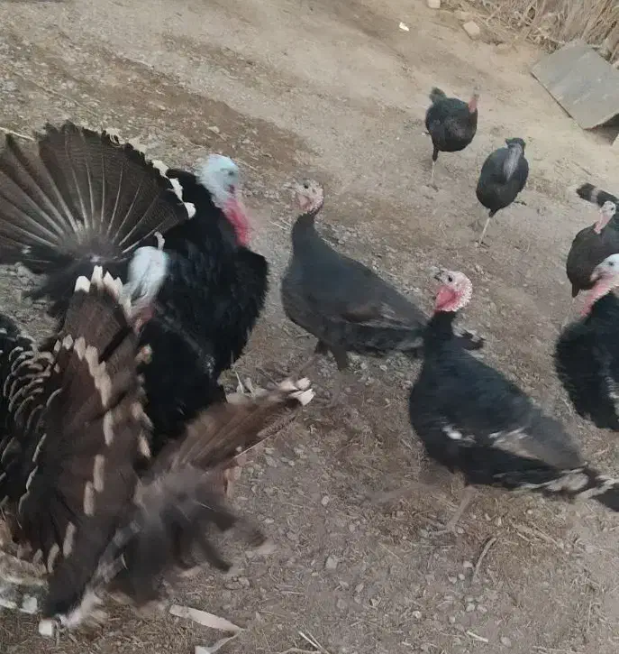 بقلمون|حیوانات مزرعه|هیرمند, |دیوار