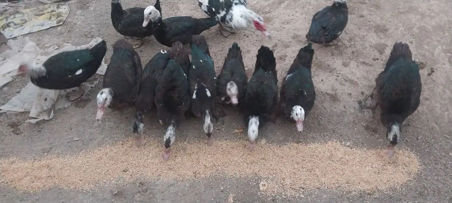 مرغابی شوروی|حیوانات مزرعه|شوط, |دیوار