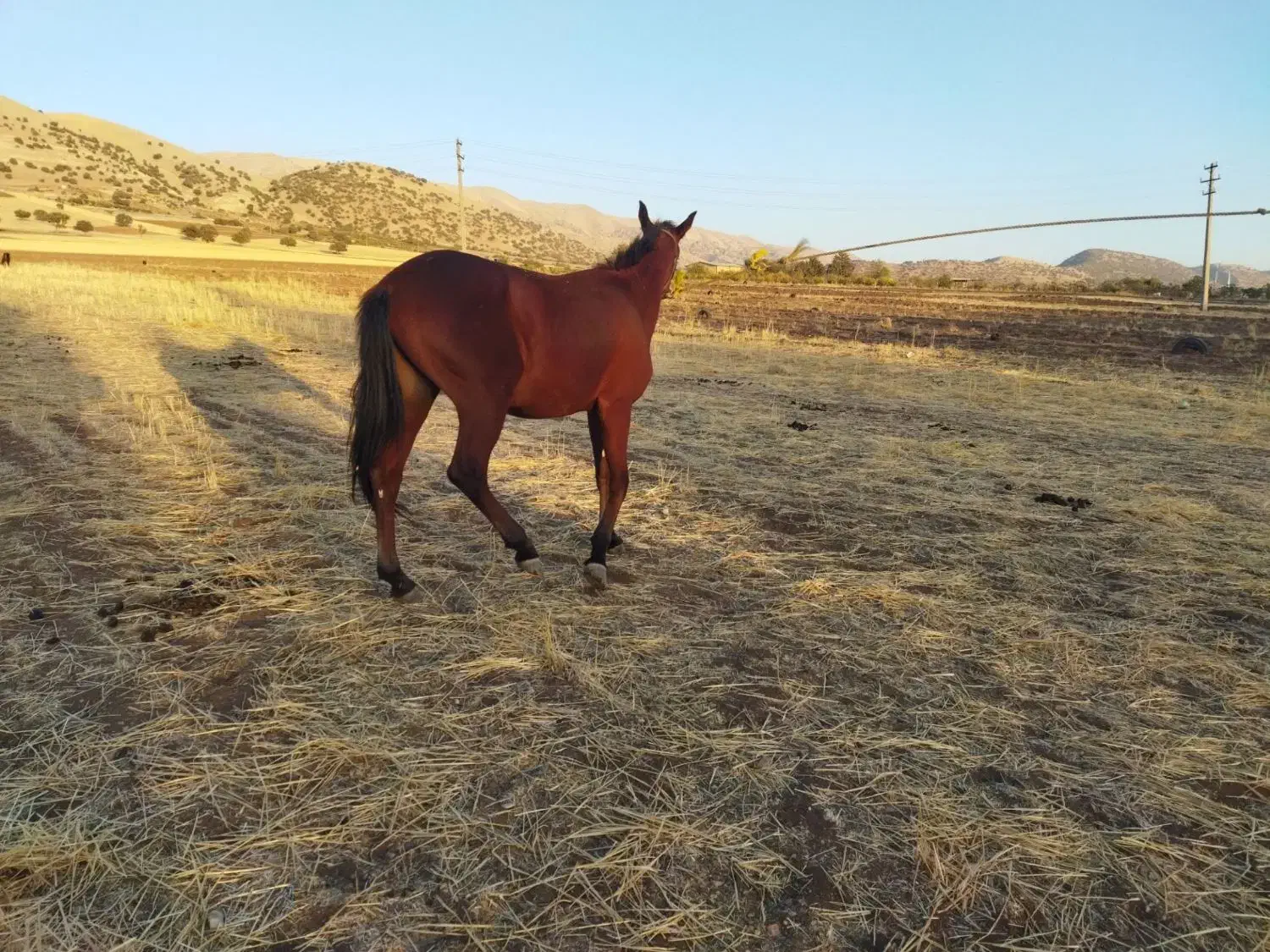 خرید فروش اسب پالونی|اسب و تجهیزات اسب‌سواری|جوانرود, |دیوار