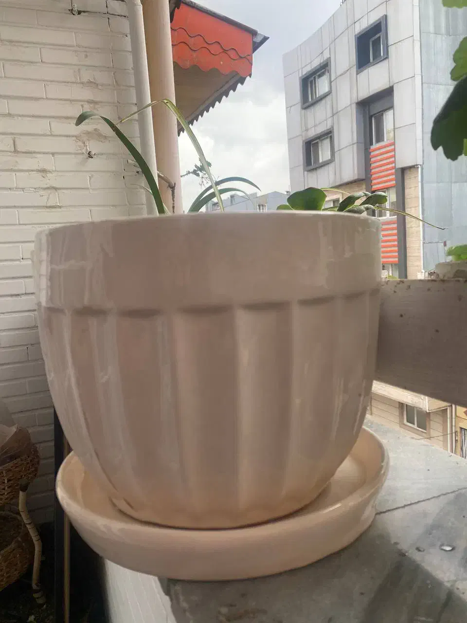 گلدان سرامیکی|گل و گیاه طبیعی|رشت, گلسار|دیوار