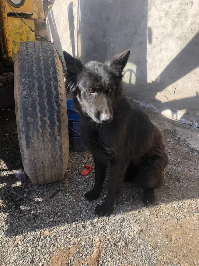 سگ گمشده|حیوانات|سبزوار, همت|دیوار