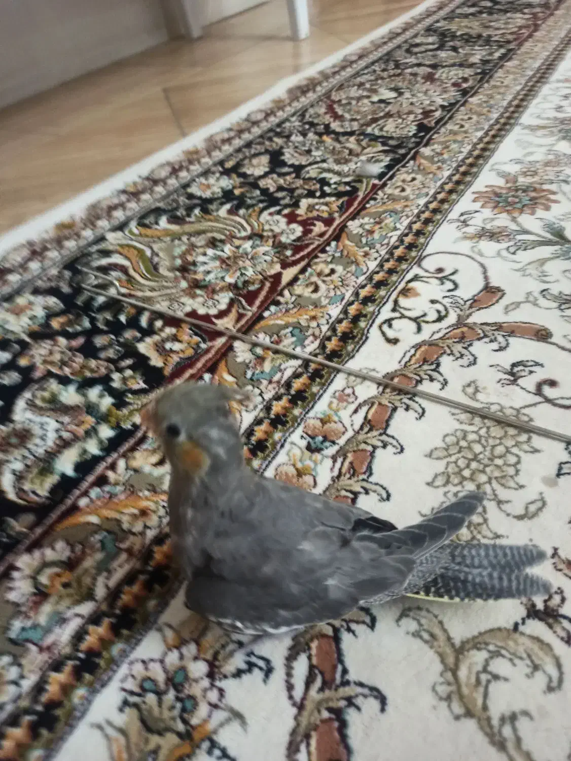 جوجه عروس هلندی|پرنده|گلپایگان, |دیوار