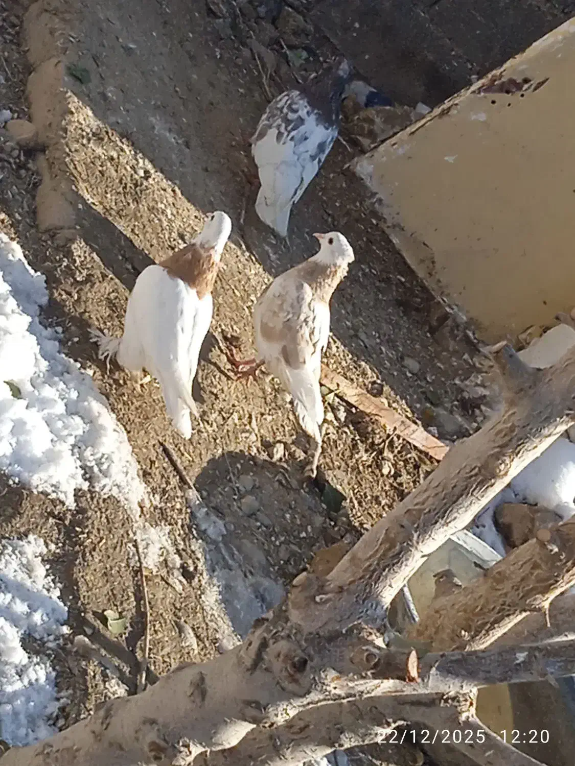 طوقی ماده|پرنده|شیروان (خراسان), |دیوار