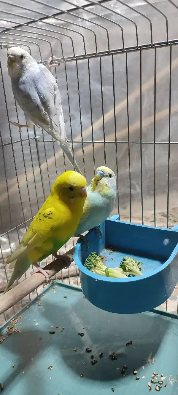 مرغ عشق رینبو اسپانگیل|پرنده|برازجان, |دیوار