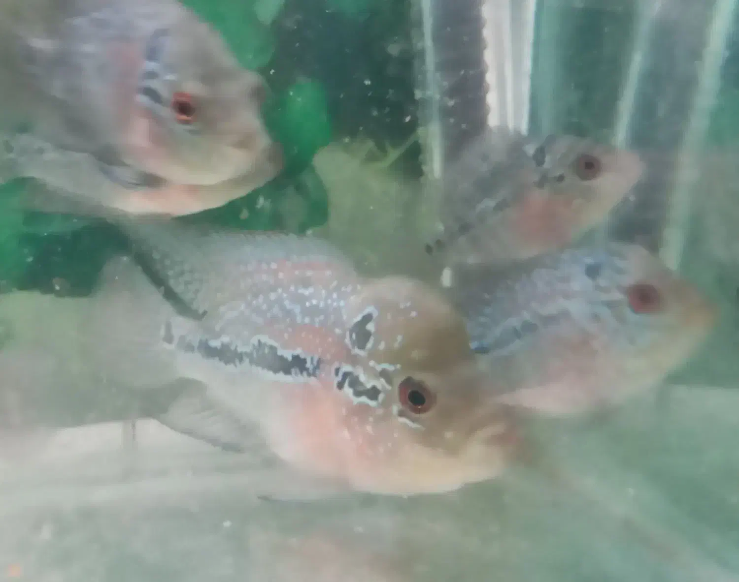 فلاور ماهی|ماهی|زنجان, |دیوار