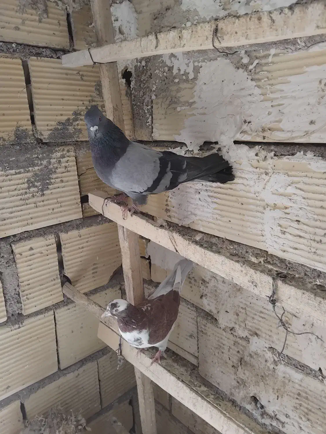 کبوتر|پرنده|سلطانیه, |دیوار