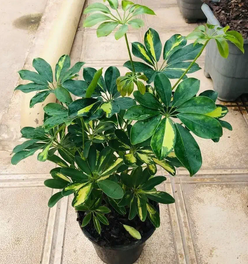 گل.کال ای پول وثروت|کنسول، بازی ویدئویی و آنلاین|بروجرد, |دیوار