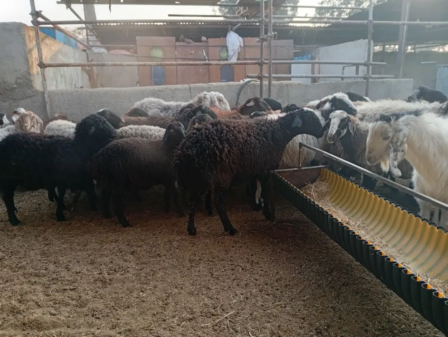 شیشک و بره ماده آبستن|حیوانات مزرعه|کهریزک, |دیوار