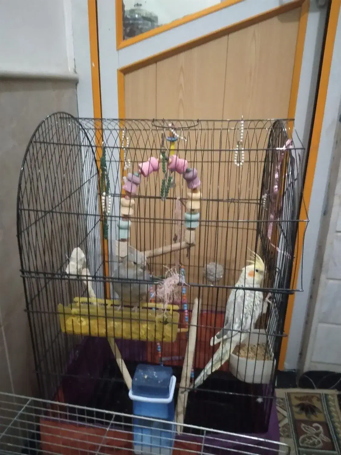 عروس هلندی و مرغ مینا|پرنده|قم, شهرک مهدیه (مدرس)|دیوار