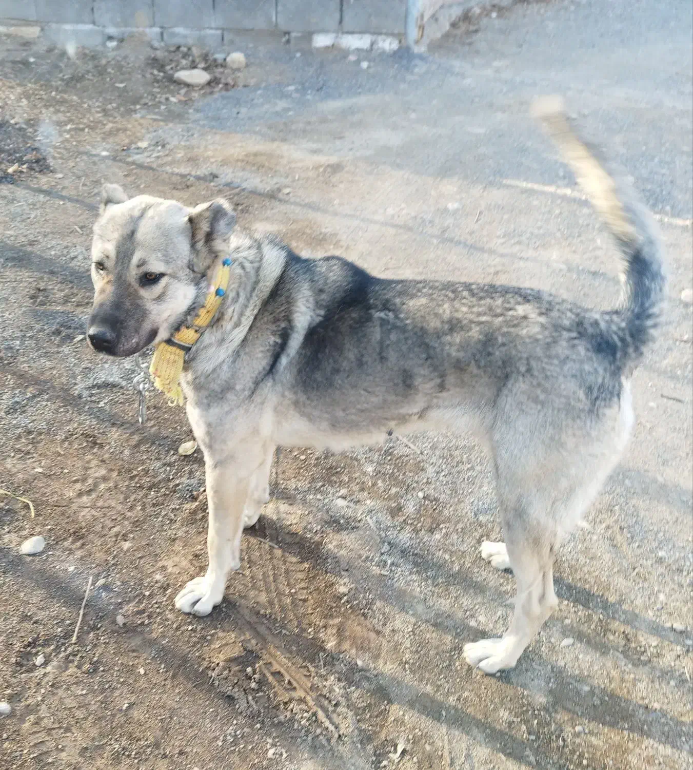 ماده عراقی|سگ|خمین, |دیوار