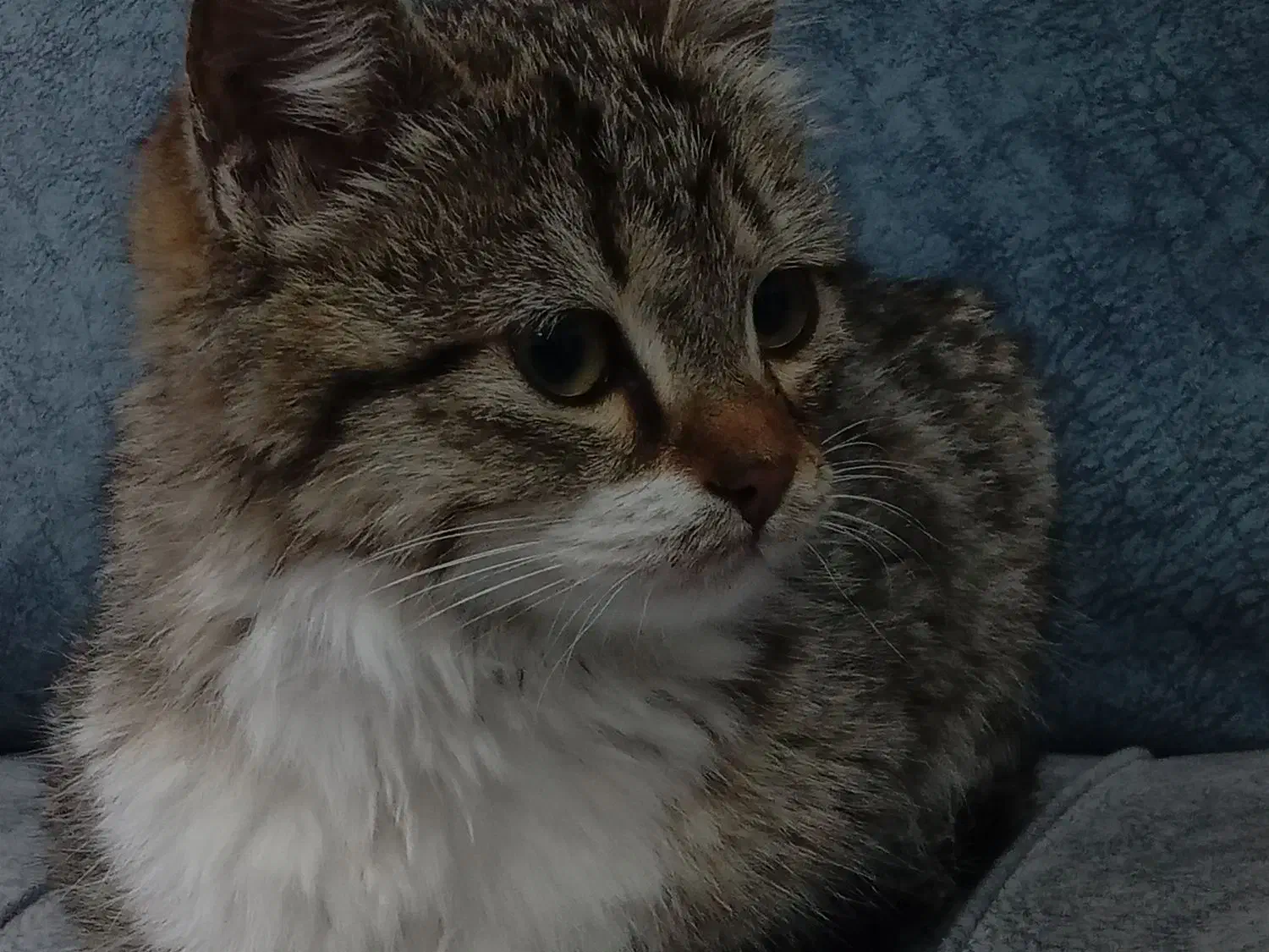 گربه ی ناز|گربه|ارومیه, |دیوار