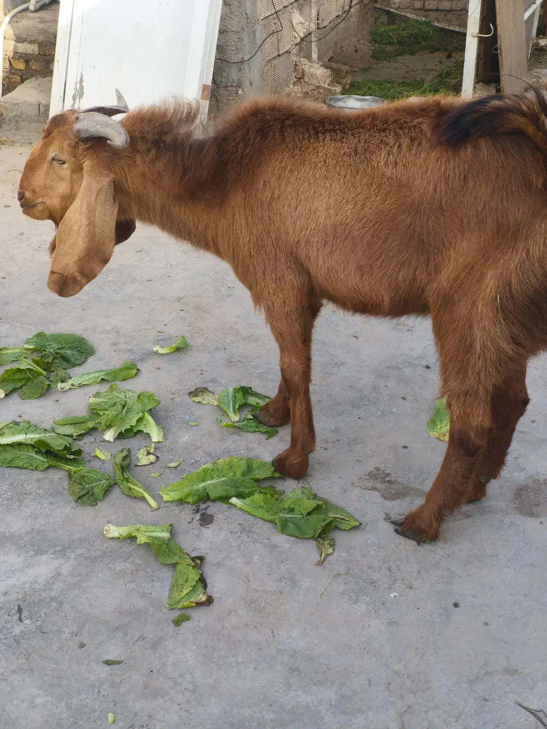 چهار عدد بز|حیوانات مزرعه|اهواز, کوی علوی|دیوار