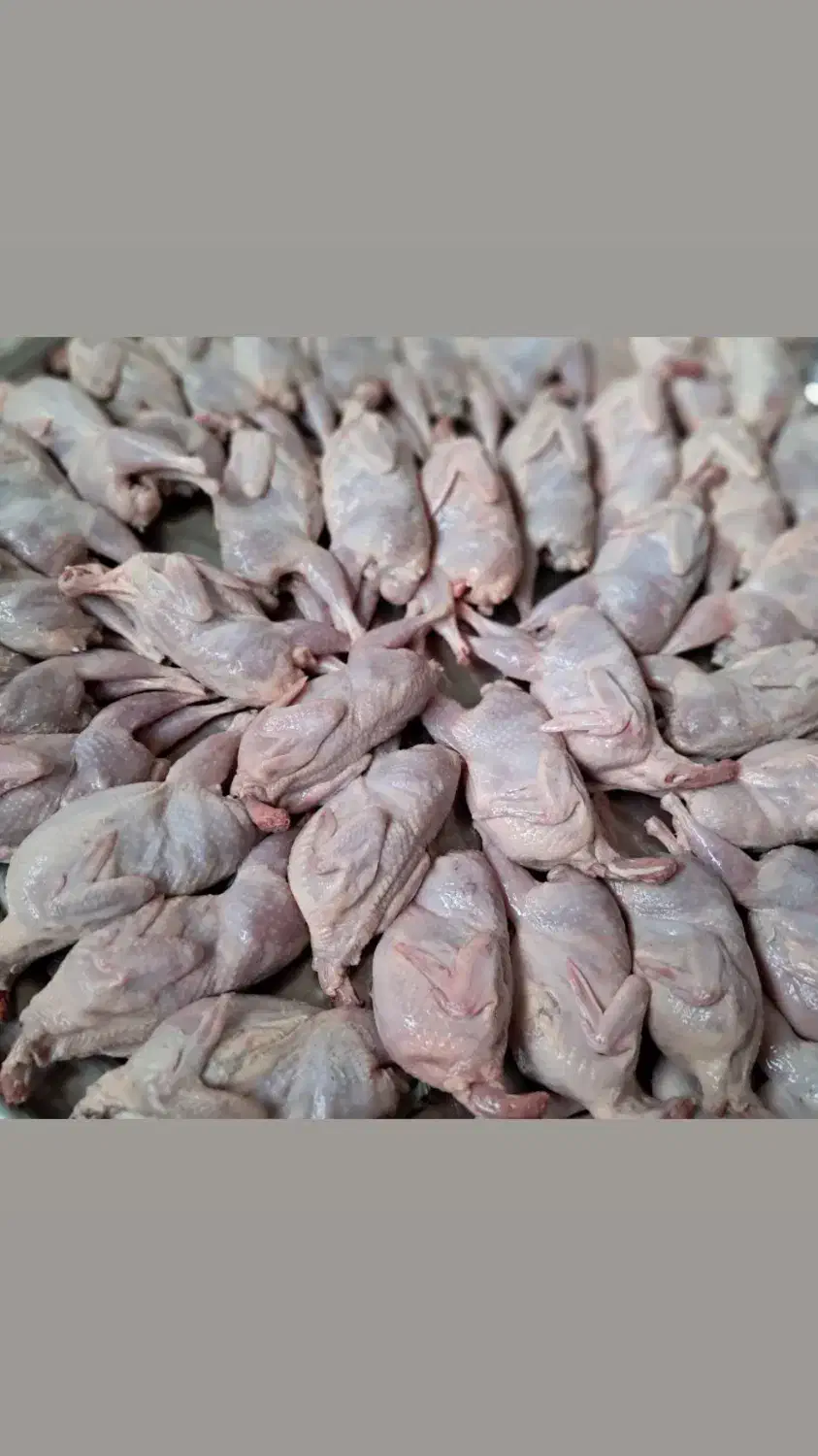 بلدرچین،گوشت بلدرچین با هزاران فواید|خوردنی و آشامیدنی|تربت جام, کلالی|دیوار