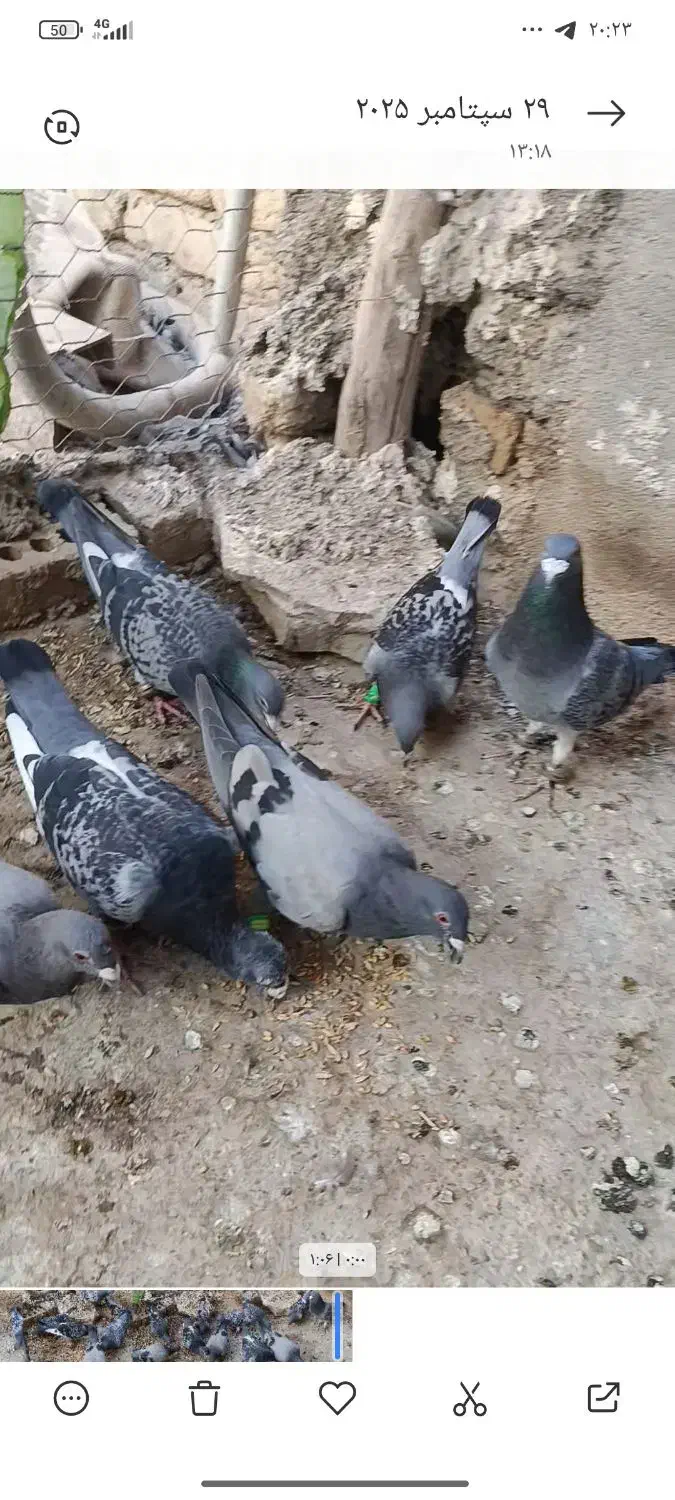 کبوتر المانی|پرنده|چناران, |دیوار