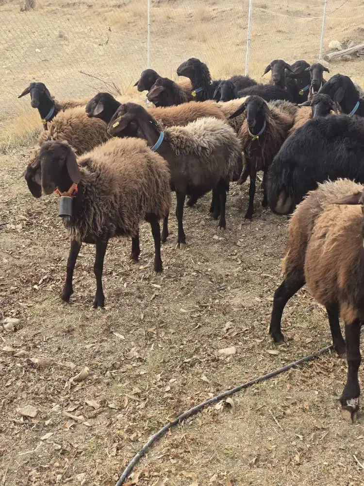 گوسفند افشار همو و هترو|حیوانات مزرعه|شیراز, وصال|دیوار