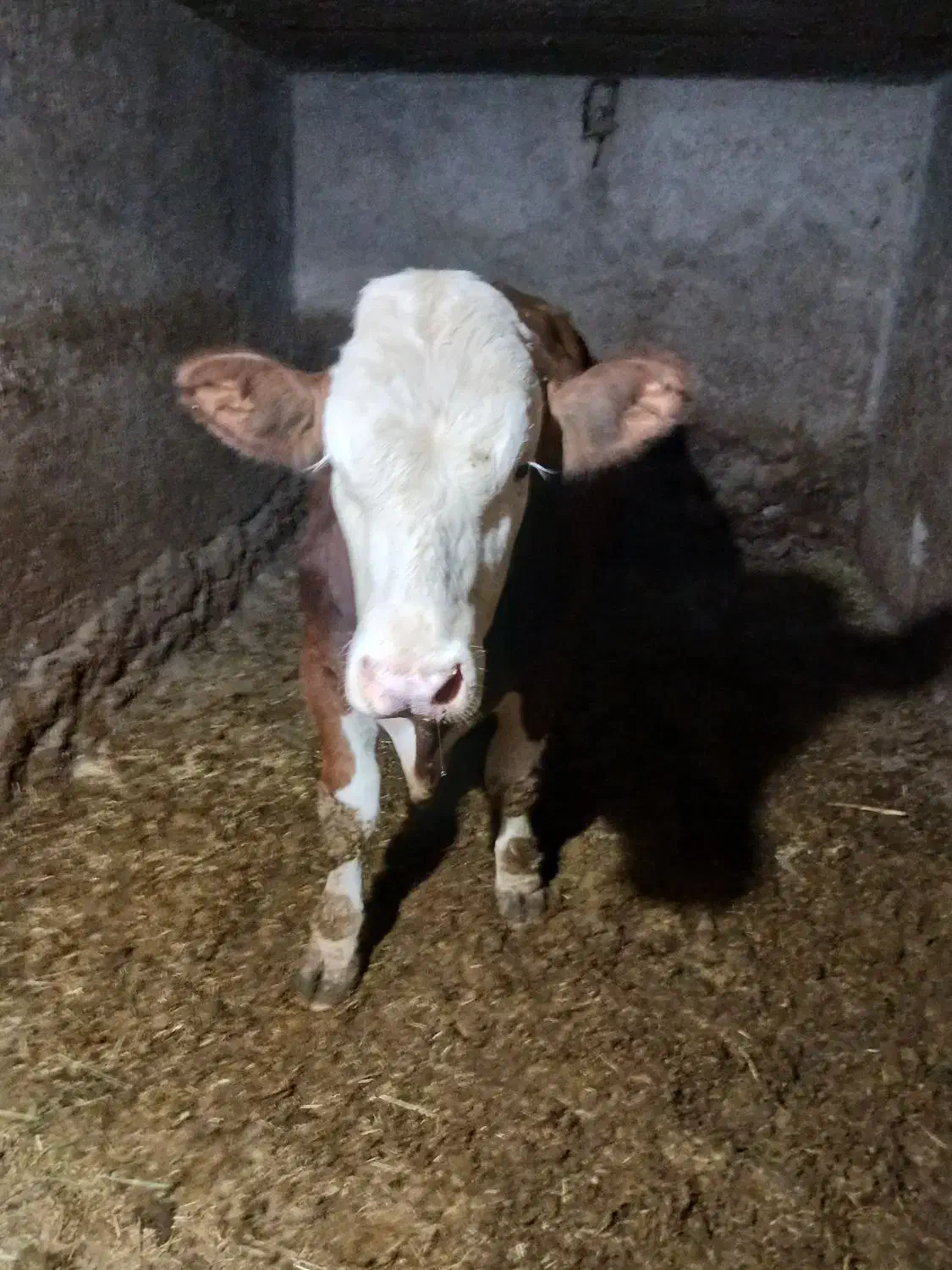 گوساله‌ی نر سیمینتال|حیوانات مزرعه|چنارود, |دیوار