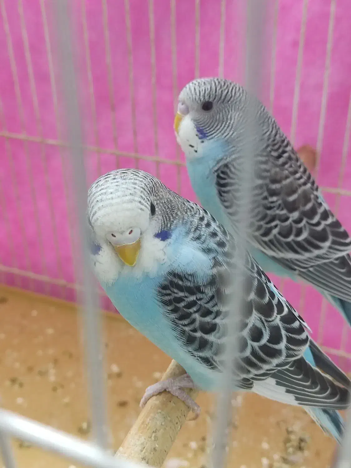 مرغ عشق نر و ماده|پرنده|مشهد, سرافرازان|دیوار