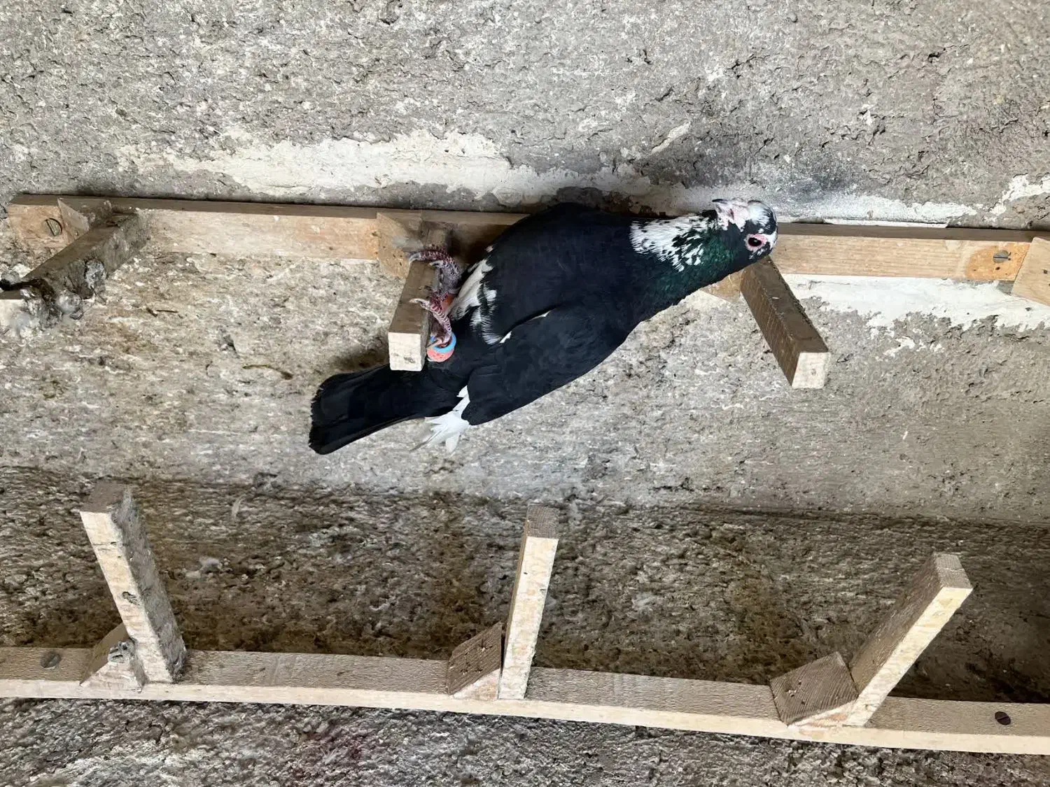 کفتر|پرنده|شیراز, گویم|دیوار