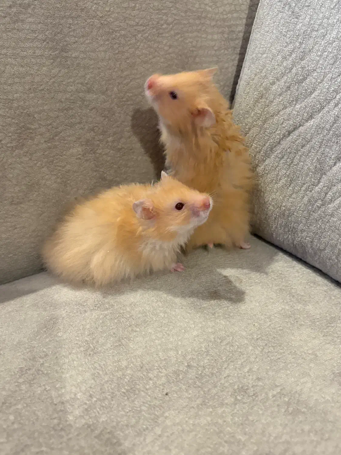 فروش همستر|موش و خرگوش|رشت, گلباغ نماز|دیوار