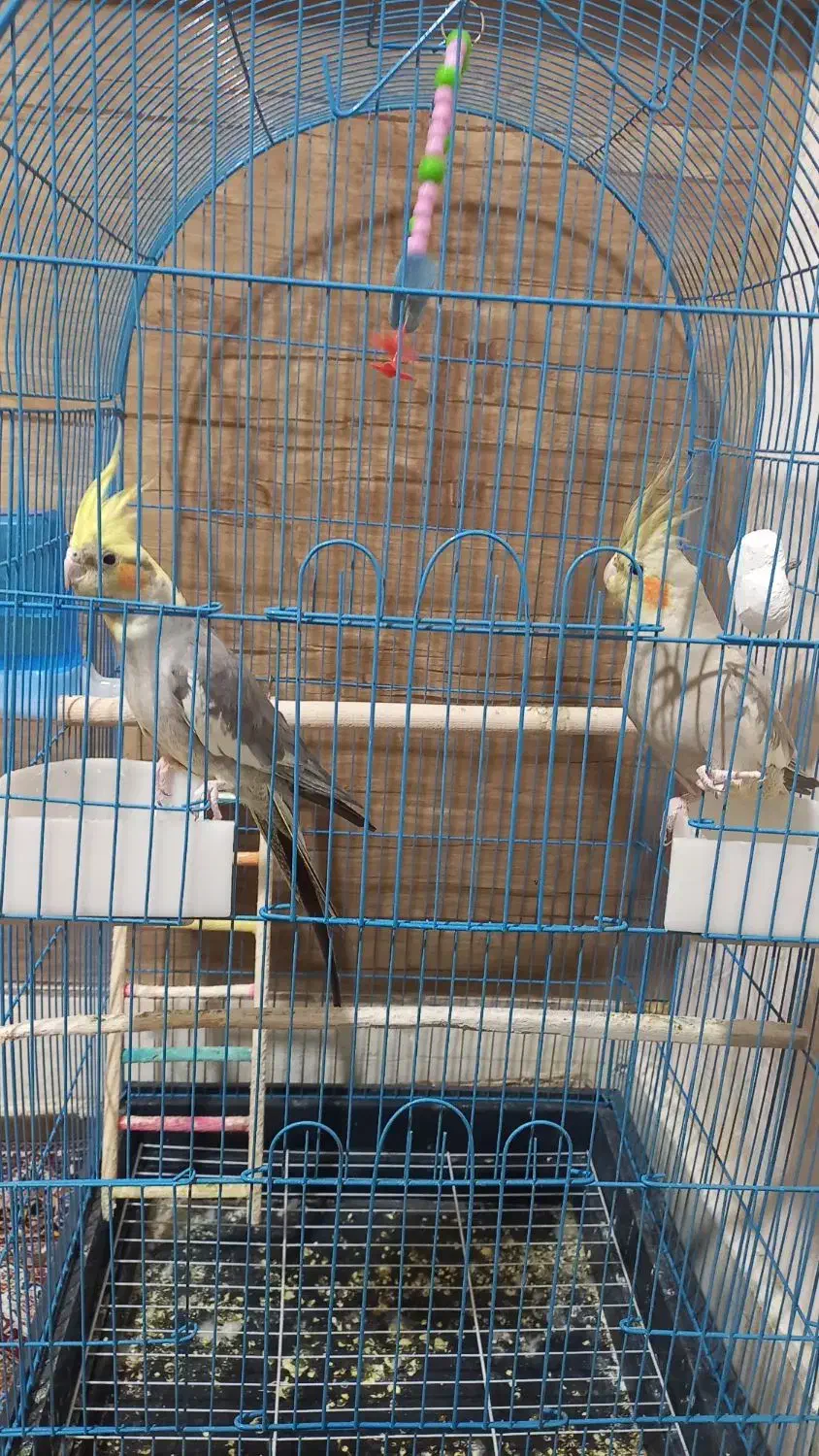 یک جفت عروس هلندی|پرنده|ساوه, |دیوار