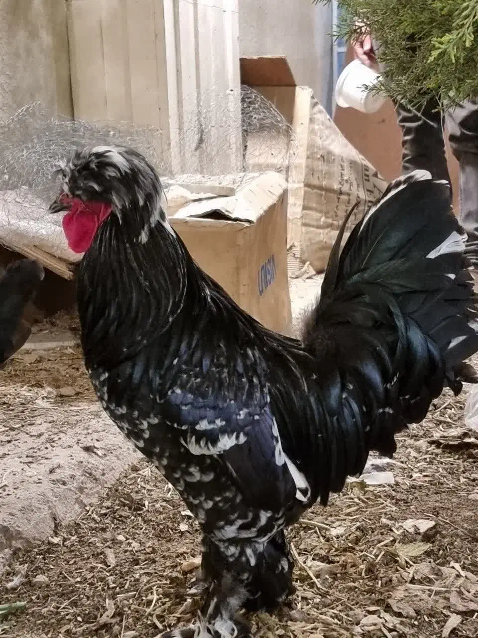 مرغ و خروس لهستانی|حیوانات مزرعه|اصفهان, عسگریه|دیوار