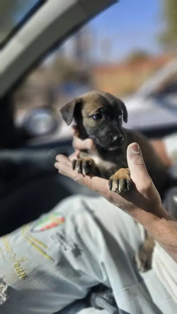 توله سگ|سگ|فشم, |دیوار