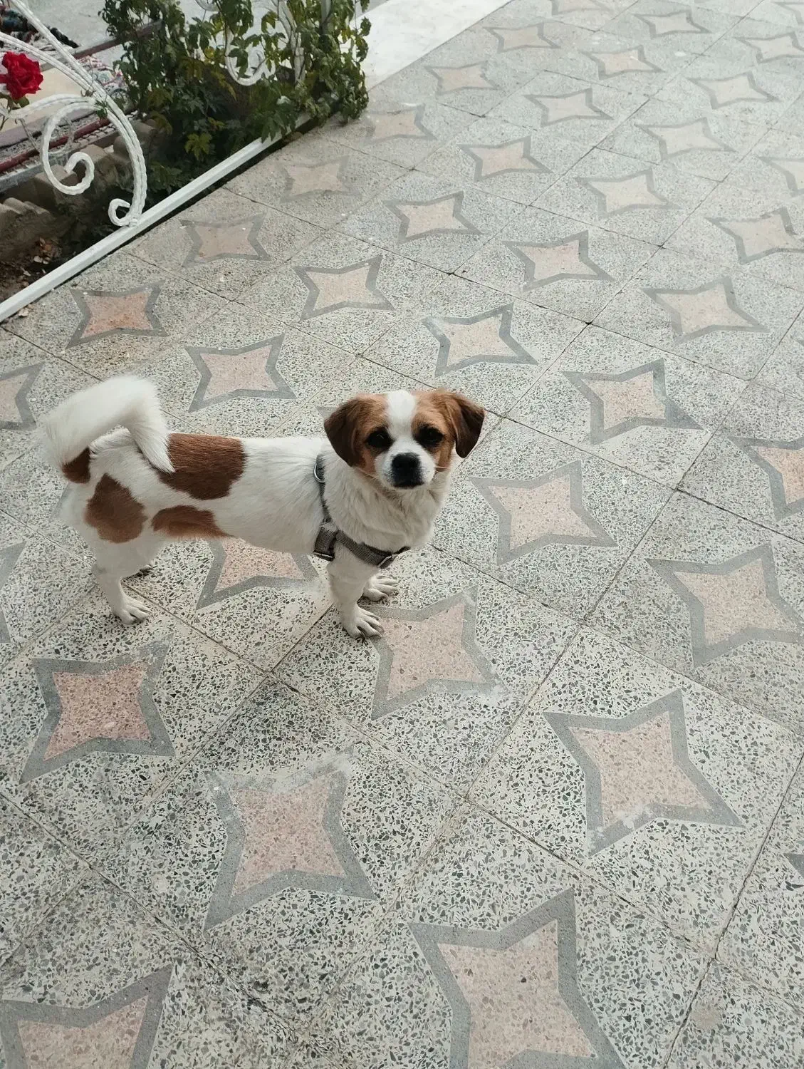 سگ جک راسل|سگ|زرند, |دیوار