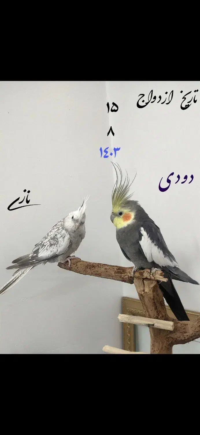 عروس هلندی جفت|پرنده|قم, پردیسان|دیوار