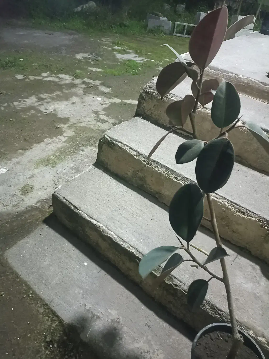 گل فیکوس|گل و گیاه طبیعی|خمام, |دیوار