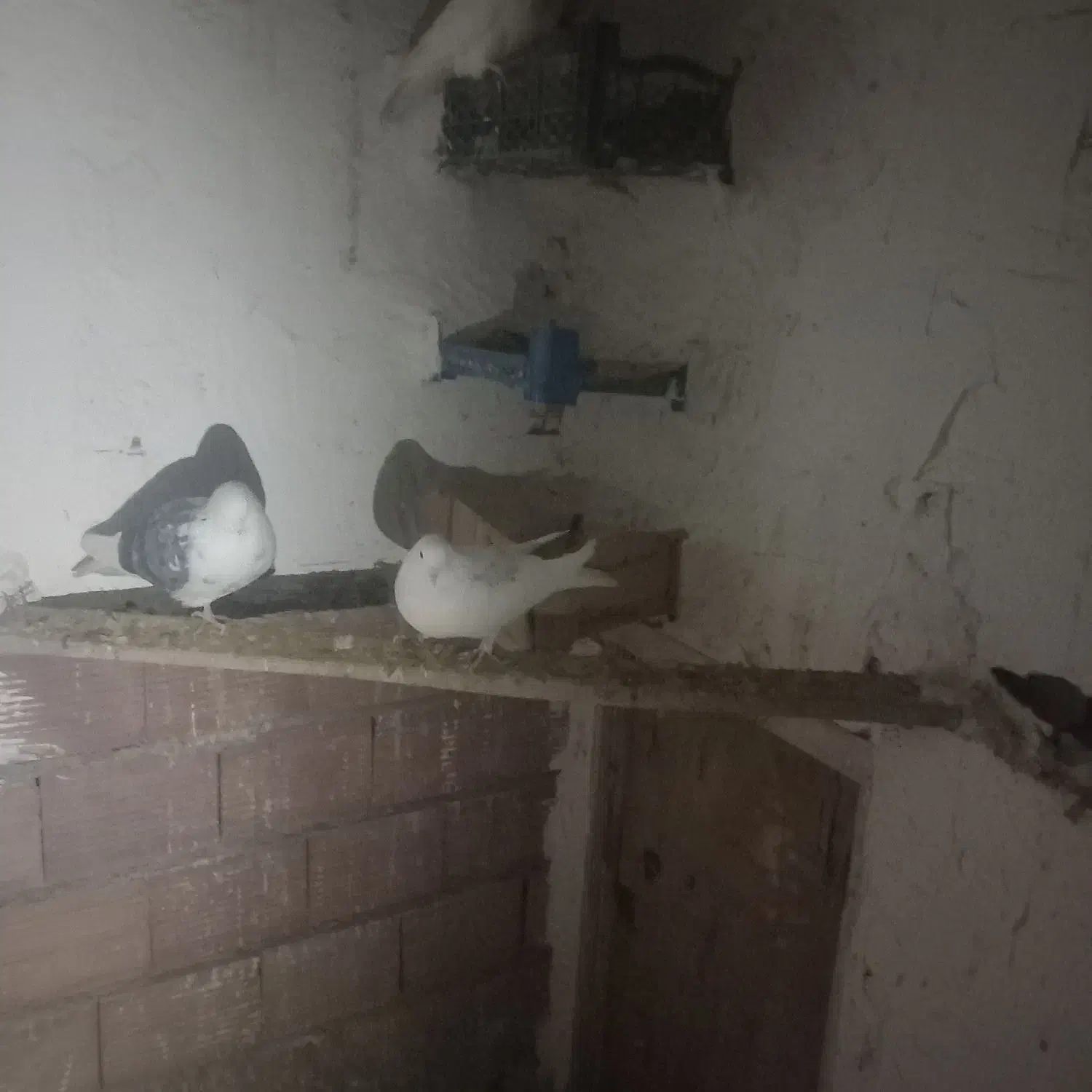 کبوترطوقی|پرنده|اردبیل, |دیوار