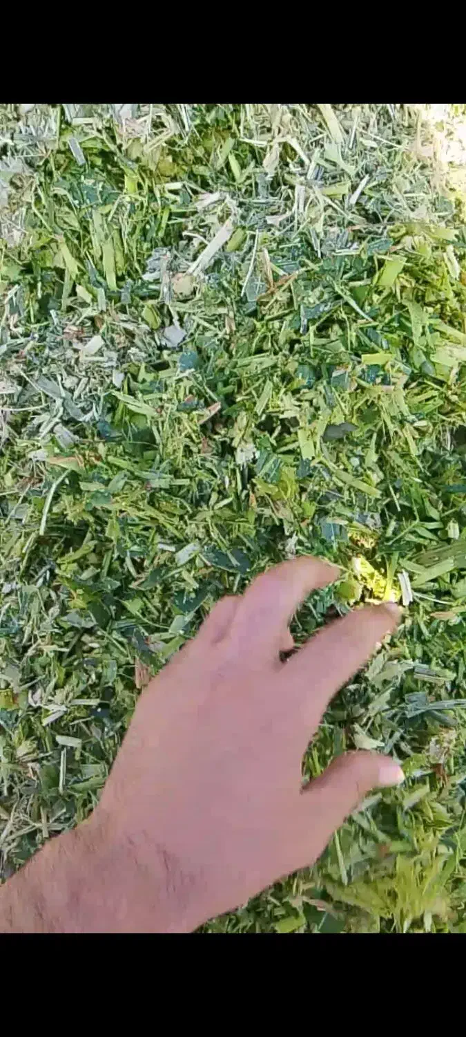 ذرت پربلال|عمده‌فروشی|نیشابور, بنیاد شهید|دیوار