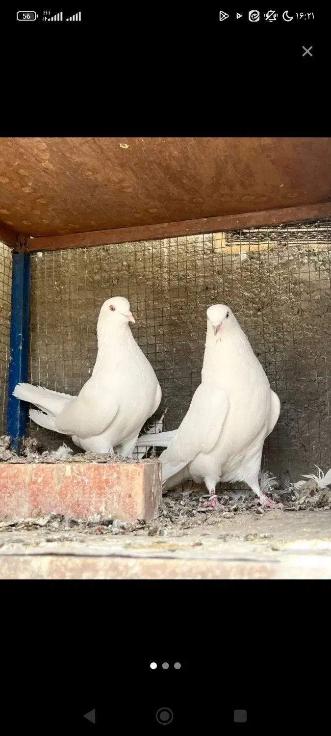 کبوتر|پرنده|داران, |دیوار