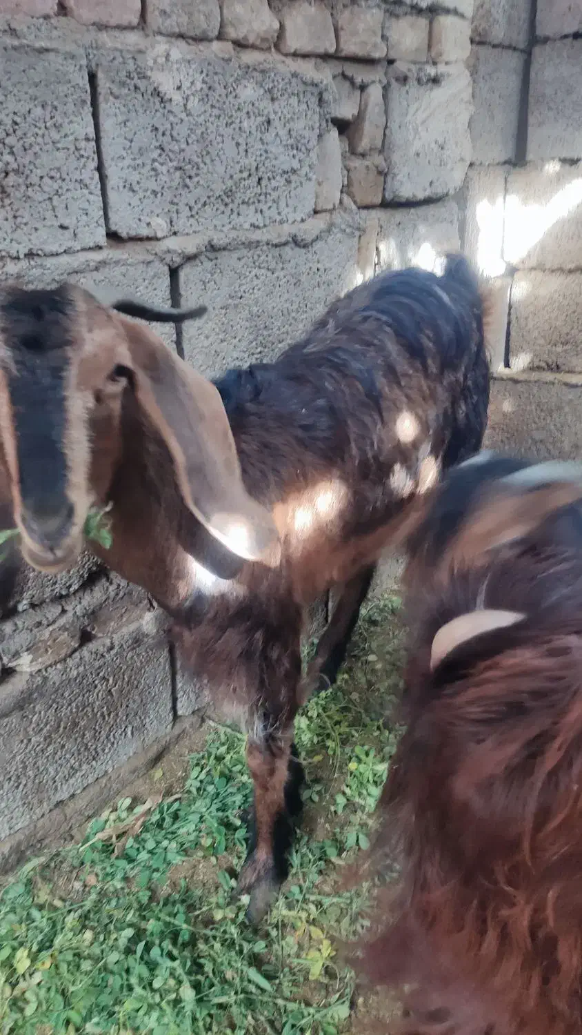 فروش سه بز|حیوانات مزرعه|سراوان, |دیوار