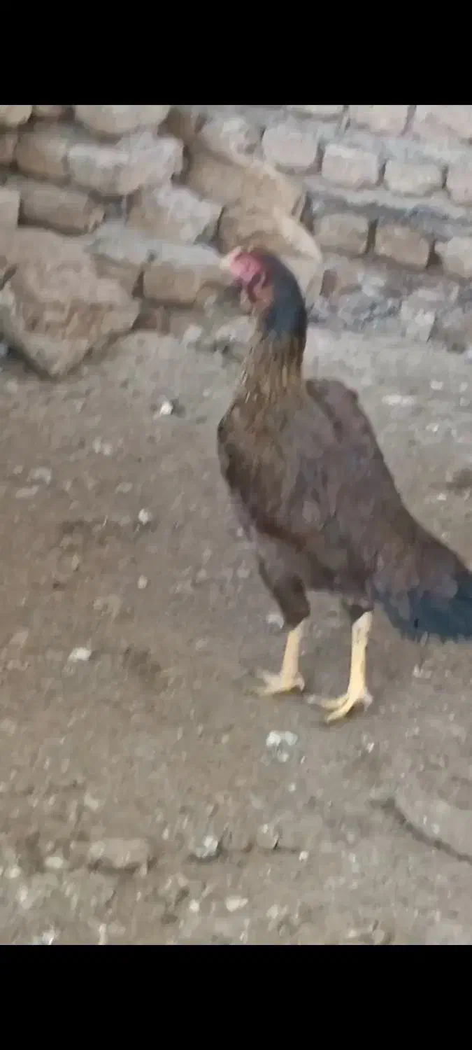 مرغ لاری|حیوانات مزرعه|سرخنکلاته, |دیوار