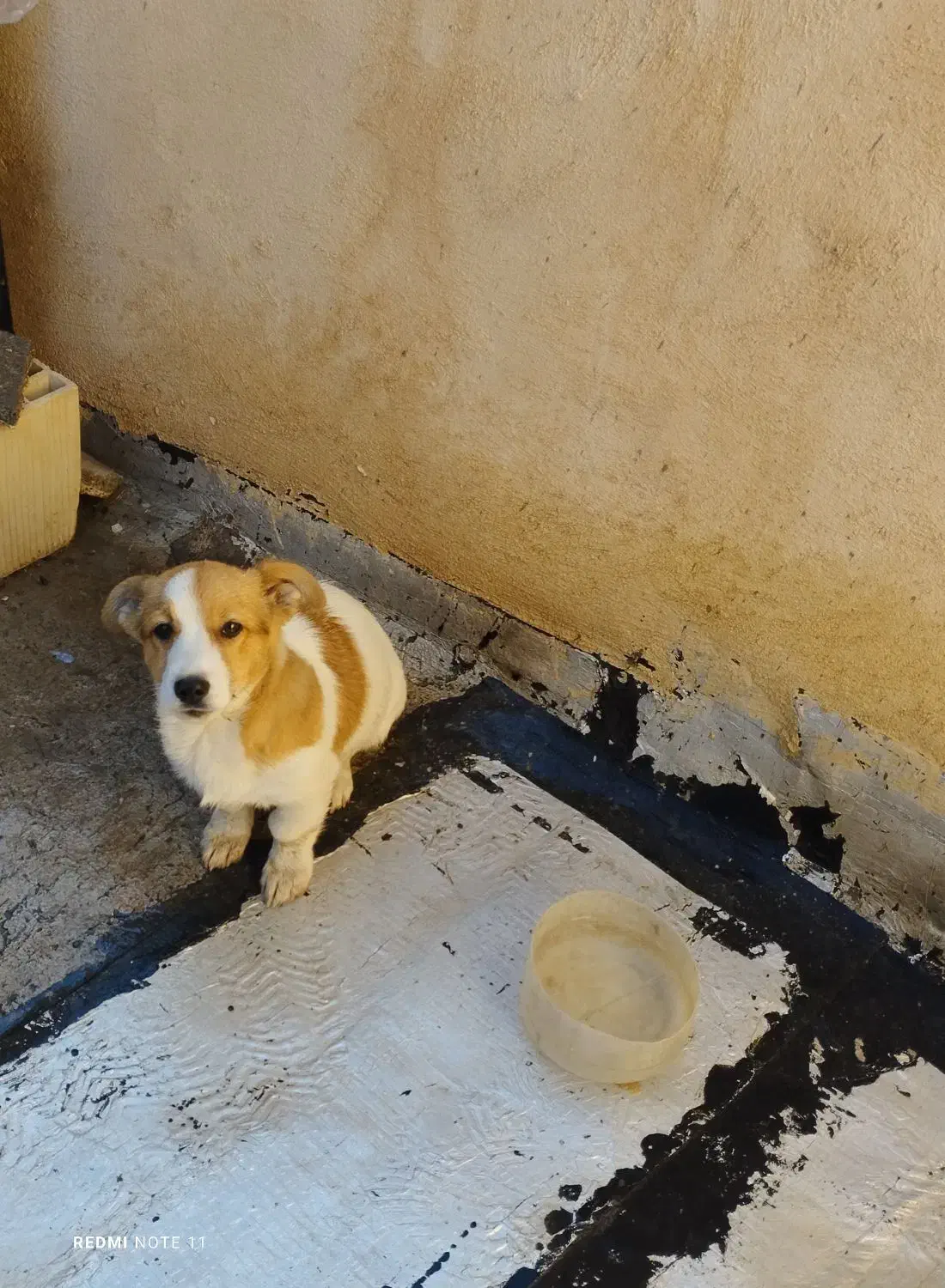 فروش توله سگ نر ۴ماهه وسترن|سگ|میانه, |دیوار