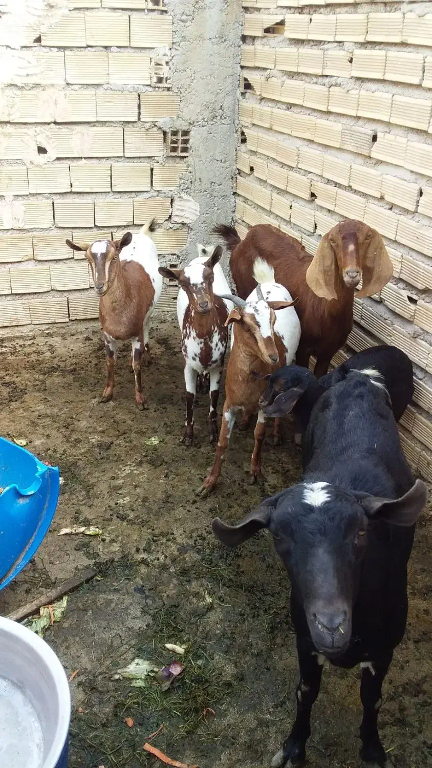 بز سه لاله|حیوانات مزرعه|بندر ماهشهر, |دیوار