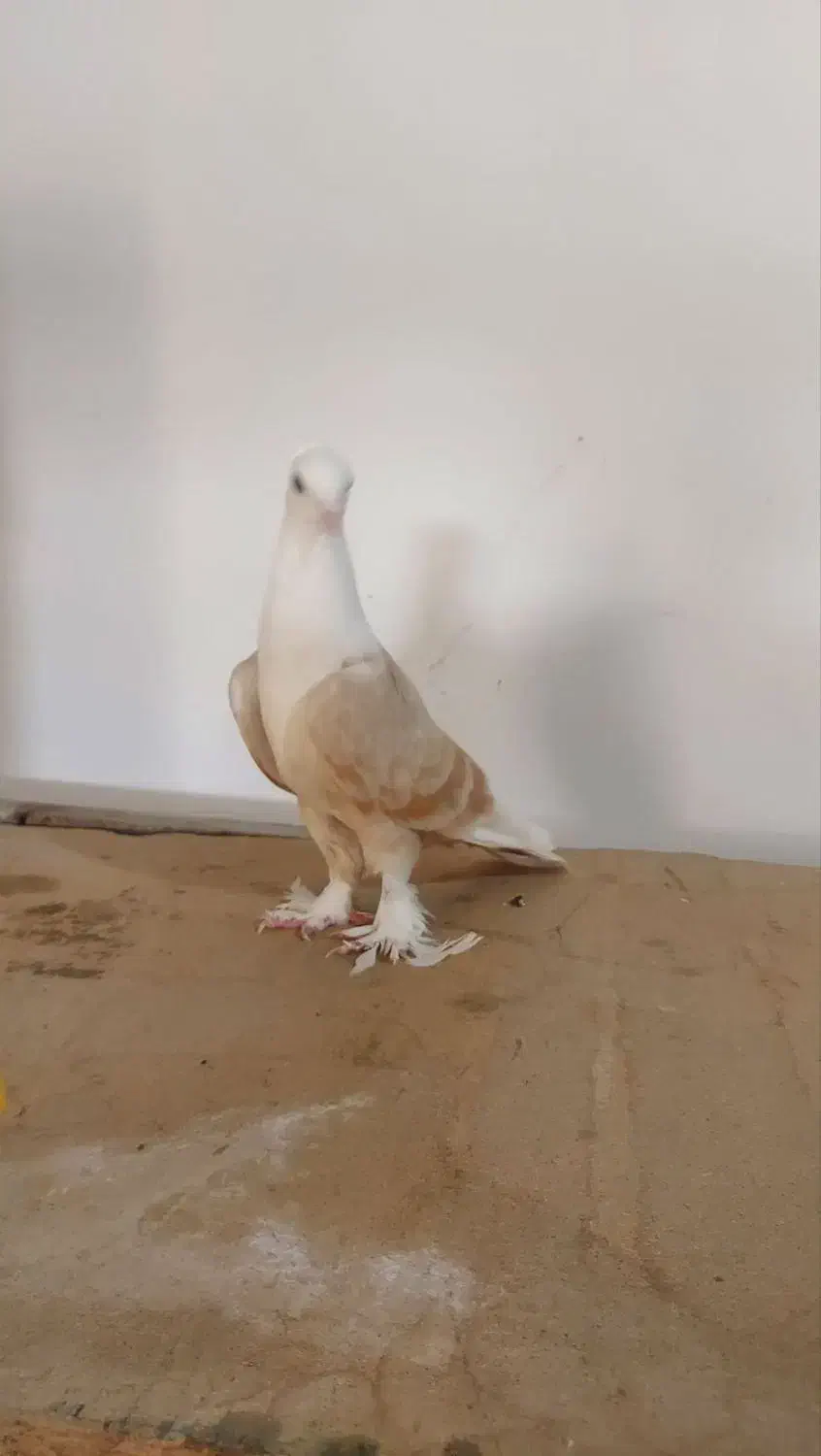 سار و رنگه|پرنده|بجنورد, |دیوار