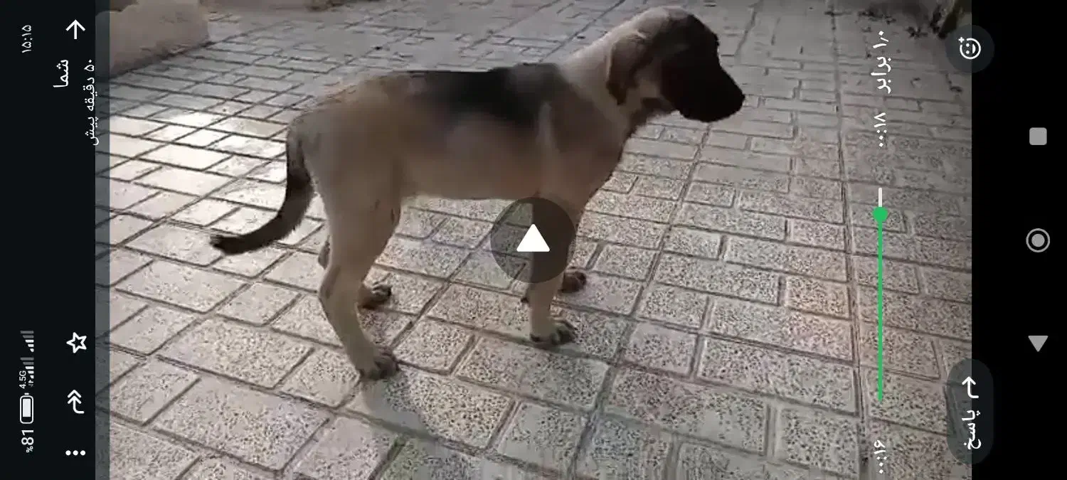 سگ سرابی|سگ|نمین, |دیوار