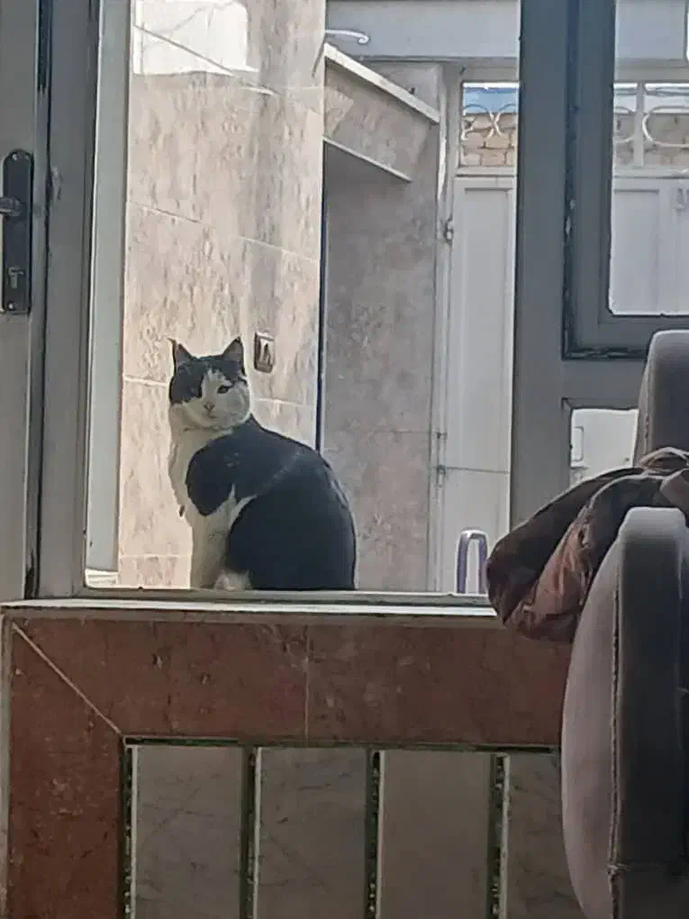 گربه نر|گربه|عسگران, |دیوار